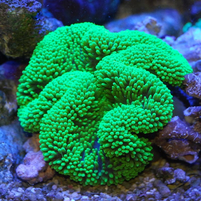 ハタゴイソギンチャク メタグリーン【インドネシア産】 | 海水魚図鑑