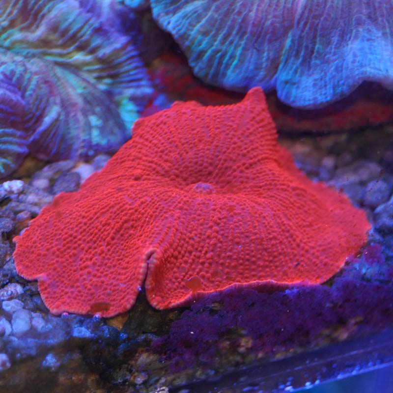 ディスクコーラルレッド ライブロックつき ポリプ20個 ディスク