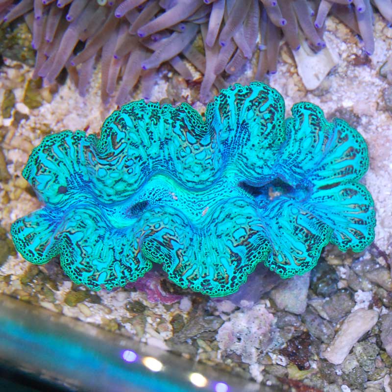 ヒメジャコガイ【沖縄県西表島産】【10051】 | 海水魚図鑑（過去入荷