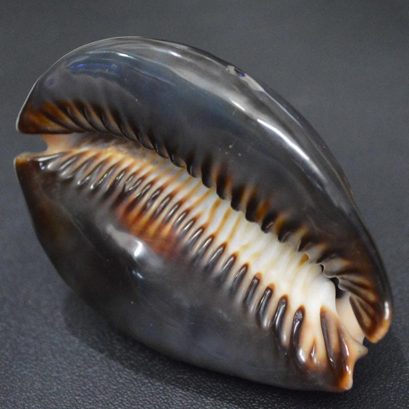 ハチジョウダカラ7.4cmB級 | すべての商品 | やどかり屋