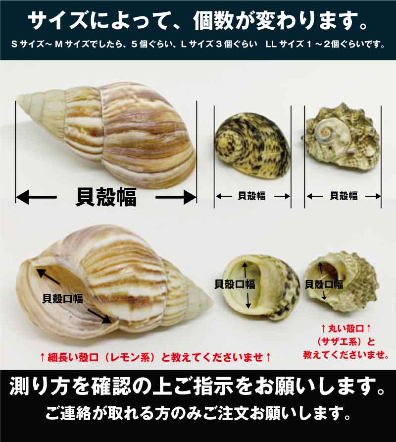 サイズオーダー貝殻セット→商品説明確認してください。 | 貝殻