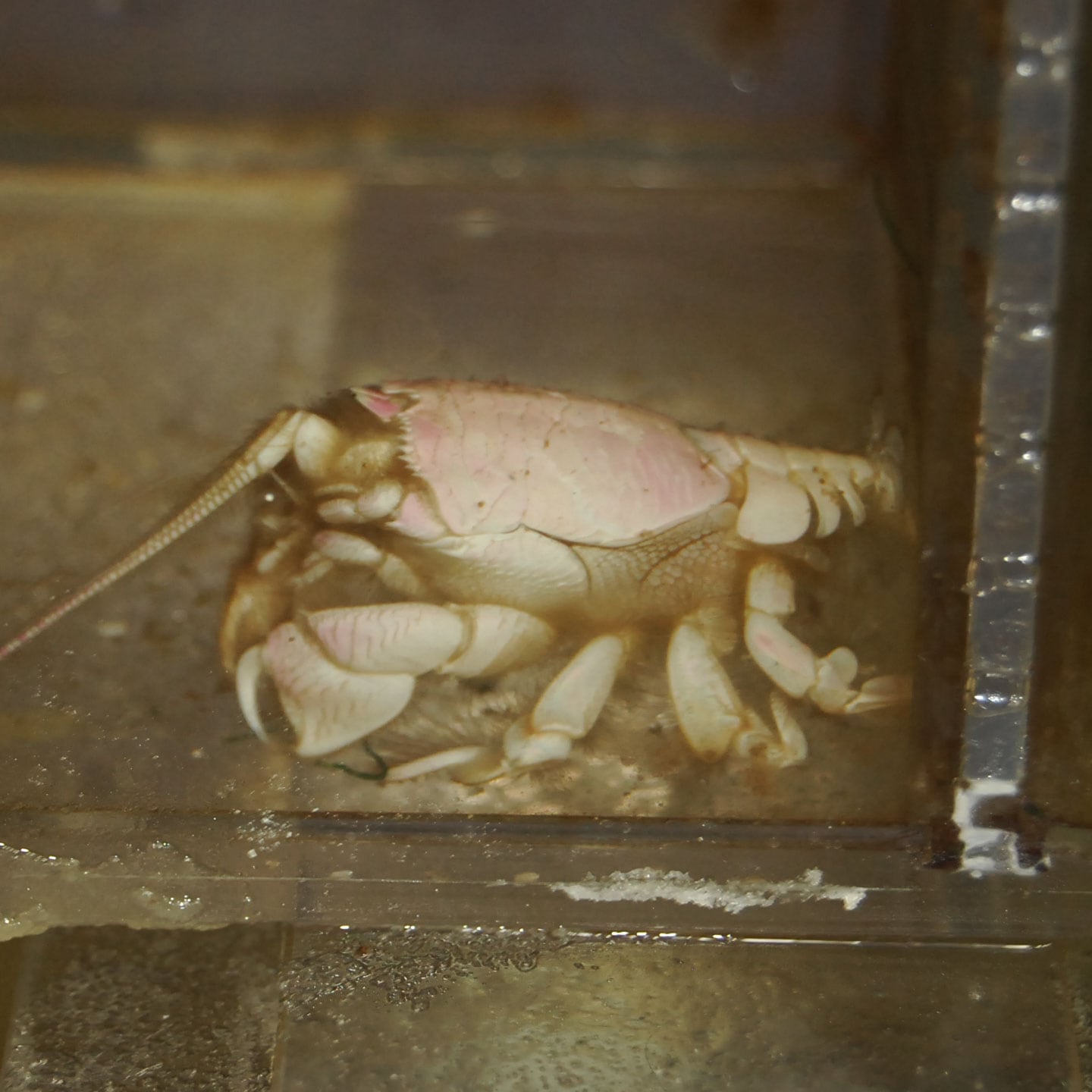 クダヒゲガニ【セブ産】 | 海水魚図鑑（過去入荷）,甲殻類 | やどかり屋