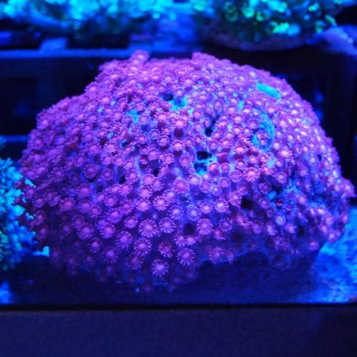 マルアナハナガササンゴ レッド【インドネシア産】 | 海水魚図鑑（過去