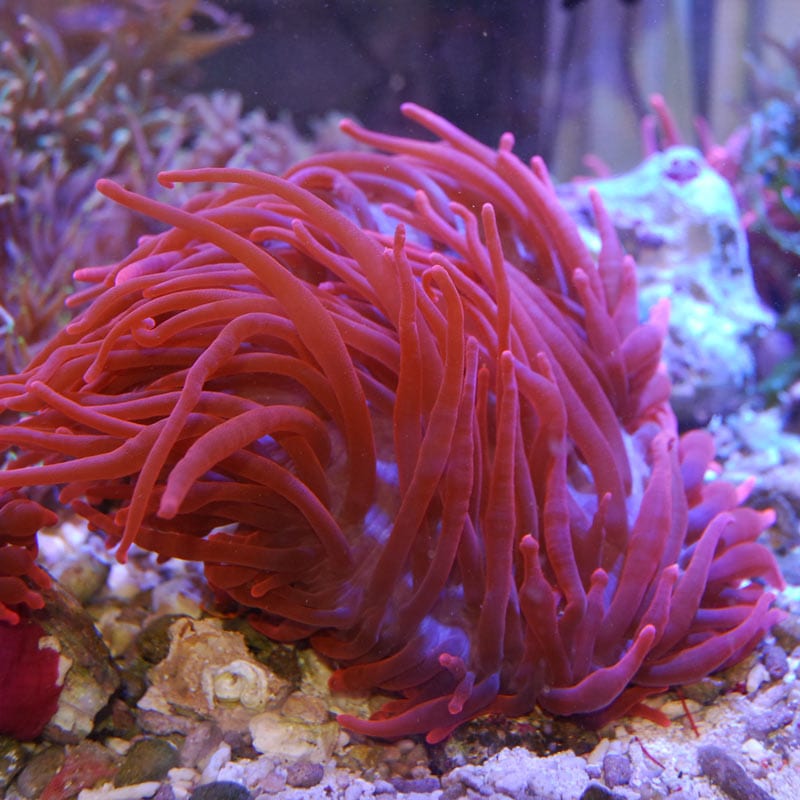 サンゴイソギンチャク レッド【近海産】 | 海水魚図鑑（過去入荷