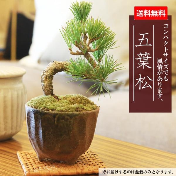 松寿 小品 盆栽鉢 レトロ 5個セット (A5) 松寿 小品 盆栽鉢 レトロ 5個