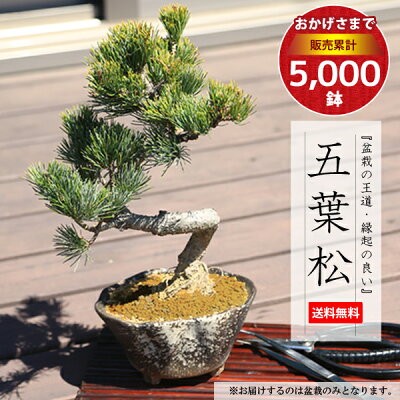 松寿 小品 盆栽鉢 レトロ 5個セット (A5) 松寿 小品 盆栽鉢 レトロ 5個