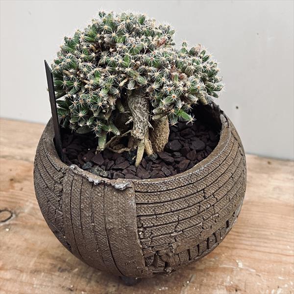 多肉植物：トリコディアデマ 紫晃星 陶器鉢*葉幅8.5cm | サボテン