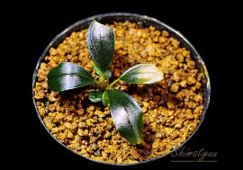 一点物 Bucephalandra sp. Blue Melon 大株 2020.10 No.48 | 水草