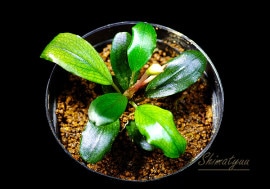 一点物 Bucephalandra sp. Penelope 2020.10 No.19 | 水草・観葉植物