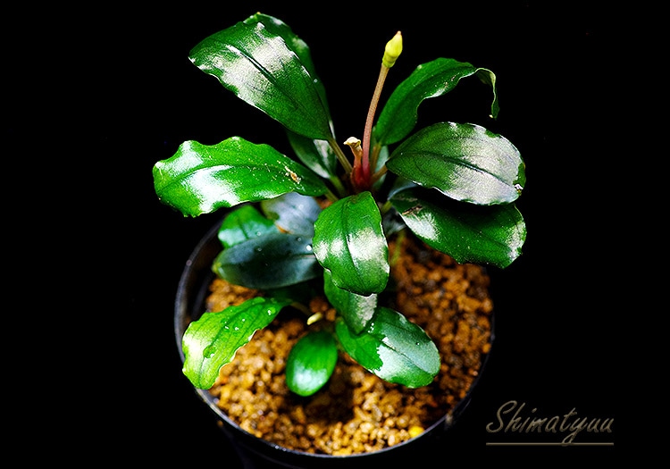 一点物 Bucephalandra sp. Super Blue Red 大株 2020.7 No.49 | 水草