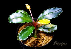 一点物 Bucephalandra sp. Mini Dreadnought 2020.10 No.03 | 水草