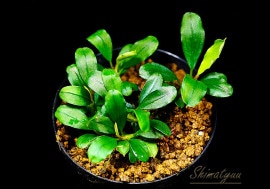 一点物 Bucephalandra sp. Red Cerberus 2020.7 No.33 | 水草・観葉