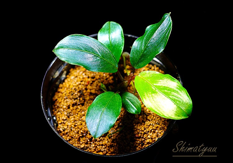 い*中様 【水草】ブセファランドラ sp. Blue Melon (大株) い*中様