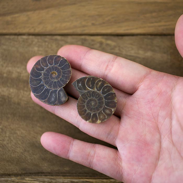 小物1 アンモナイト化石 赤褐色 小物1 アンモナイト化石 赤褐色 小物1