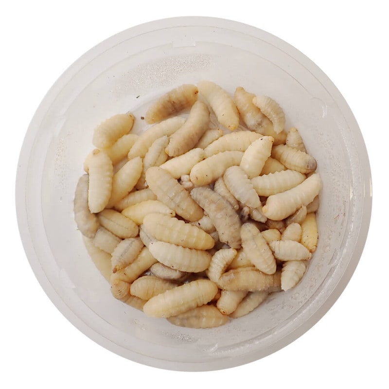 昆虫食 【国産】冷凍 モンスズメバチ 幼虫 (100g) | 昆虫食(冷凍)の