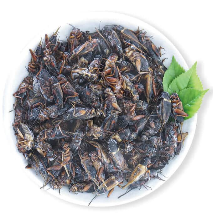 昆虫食 【国産】冷凍フタホシコオロギ1kg | 昆虫食(冷凍)の通販 なら