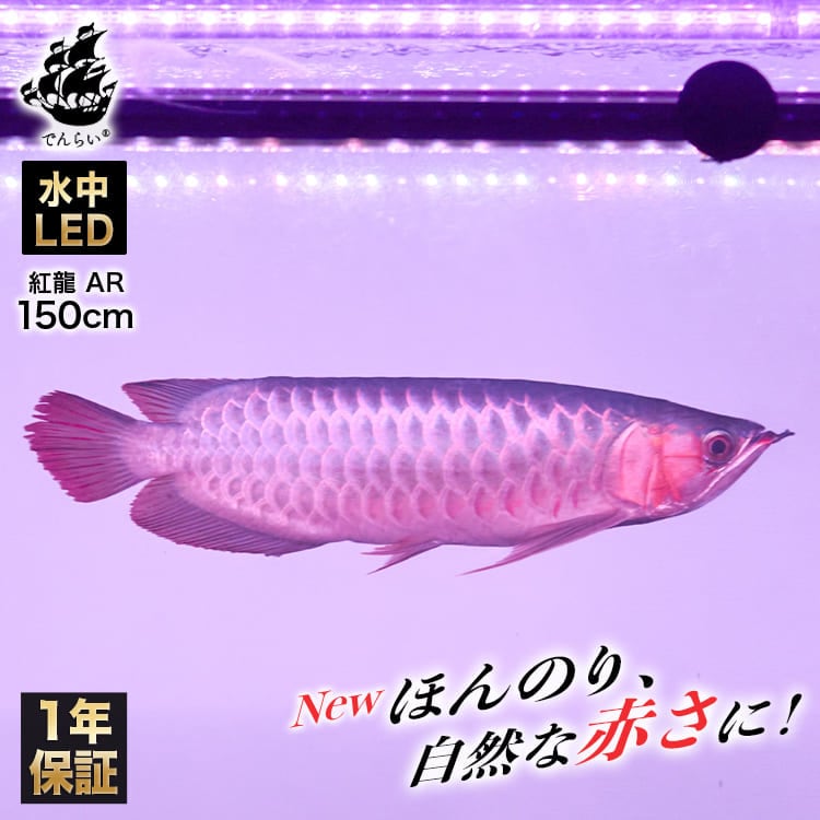 水槽 アロワナライト,紅龍用ライト | おしゃれな照明専門店 でんらい公式