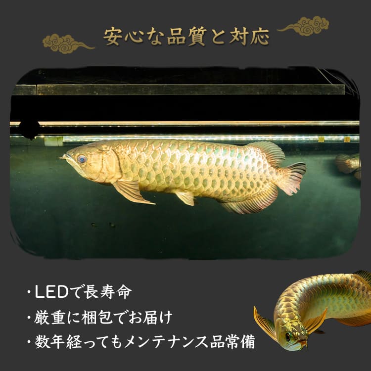 水槽全体を明るく照らし、鱗を際立たせる！金龍専用の高輝度水中ライト