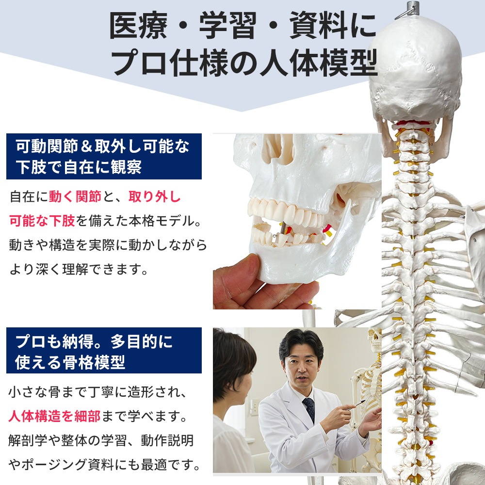 人体模型 骨格模型 等身大 全長177cm 骨格標本 人体骨格模型 吊り下げ