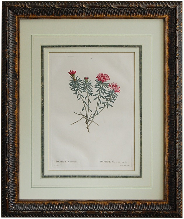 ルドゥーテ「フランス樹木誌」原本 ジンチョウゲ(沈丁花)