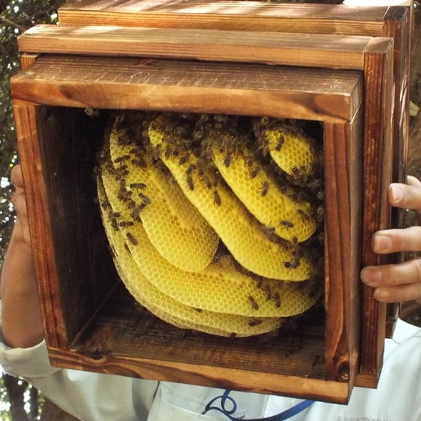 久志式》ニホンミツバチ待ち受け箱（巣箱）の販売 日本みつばち巣箱