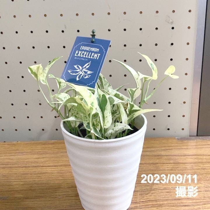 激レア！数量限定】ポトス エクセレント 4号 PVP（鉢色おまかせ