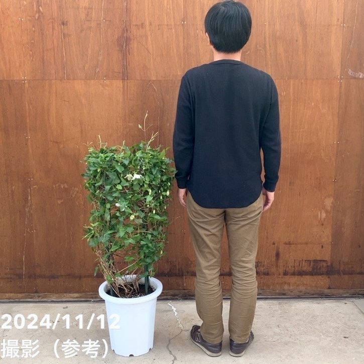 現品お届け】クレマチス（冬咲き）シルホサ ジングルベル 10号特大