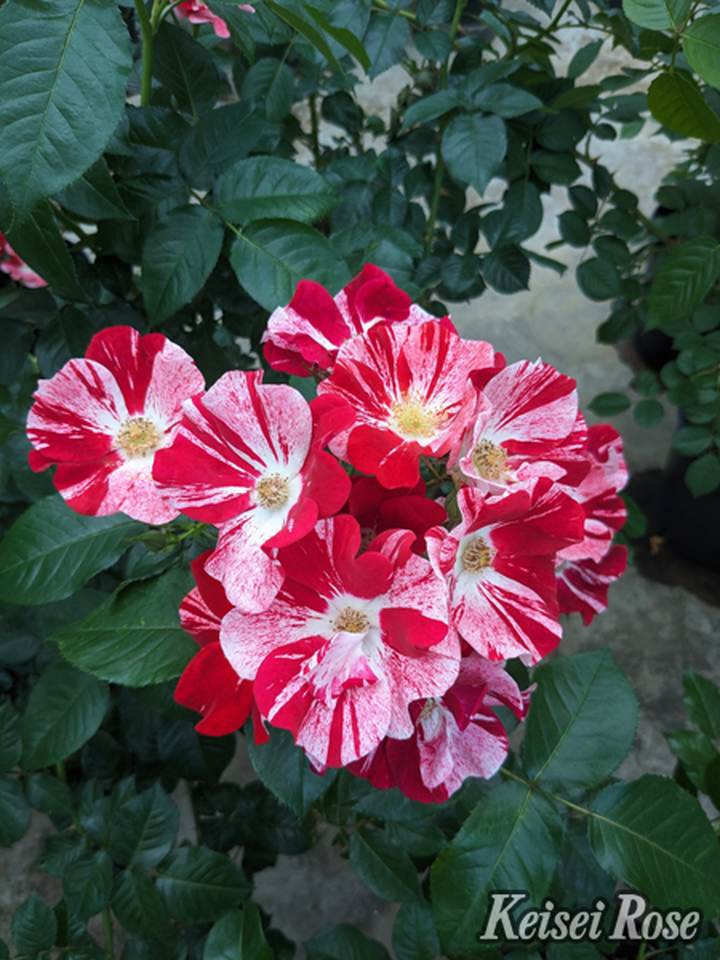 NEW】バラ大苗 シムサラビン！ 4.5号ロングポット 京成バラ園芸｜花木