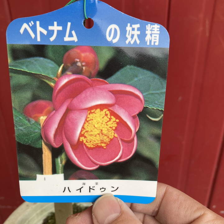 椿 ツバキ 6号 ハイドゥン｜花木04-PA | 花木・庭木,椿（ツバキ