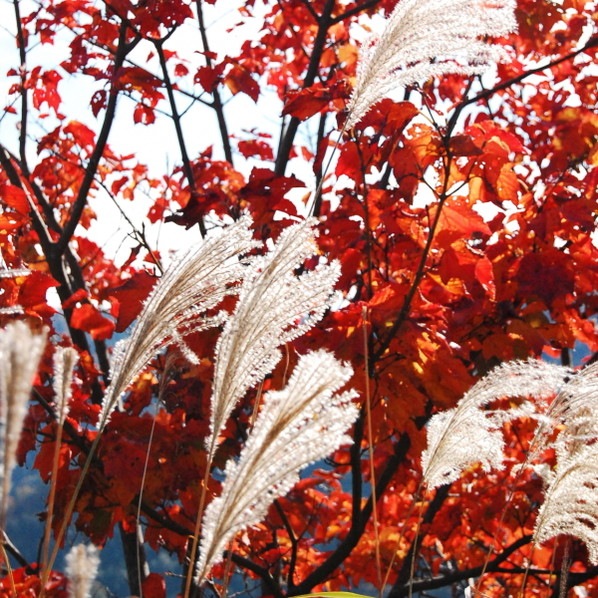 ニシキギ コンパクタ 5号｜花木04-PA | □キーワードから探す,紅葉