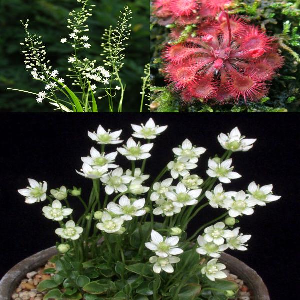 今見頃の山野草 3ポット お買い得セット販売通販