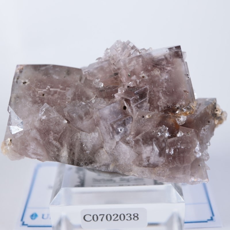 Sugar Plum Pocket フローライト | 鉱物標本,ハ行,フローライト/蛍石