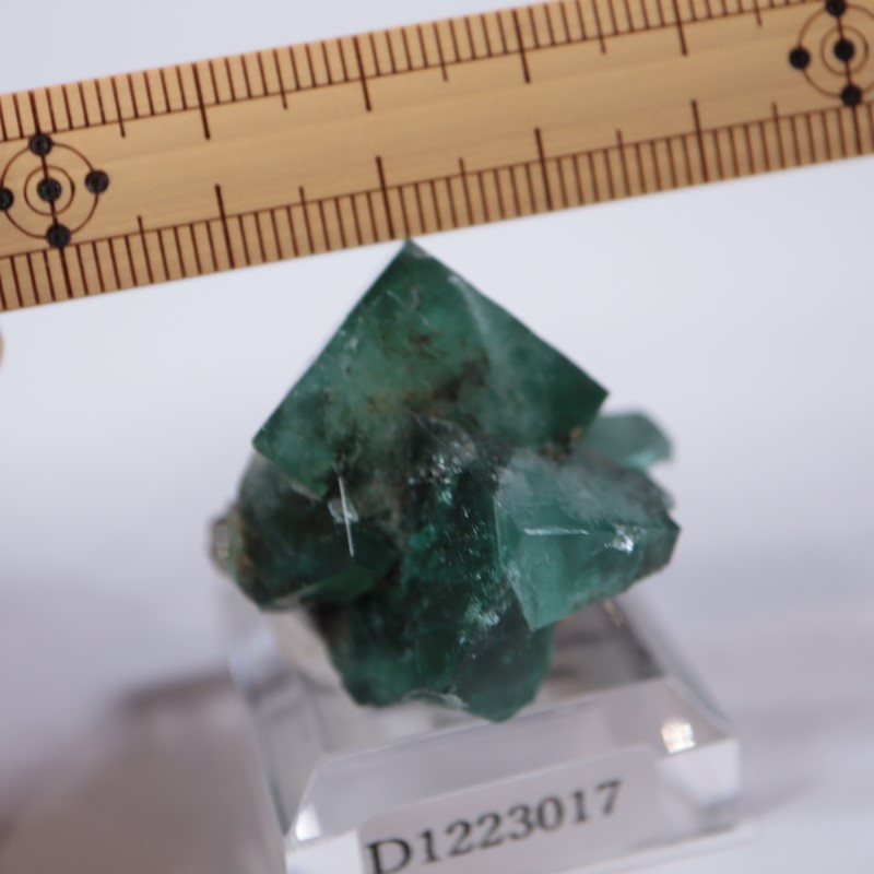 136 UK ロジャリー鉱山 50-Year Pocket フローライト 【公式通販】