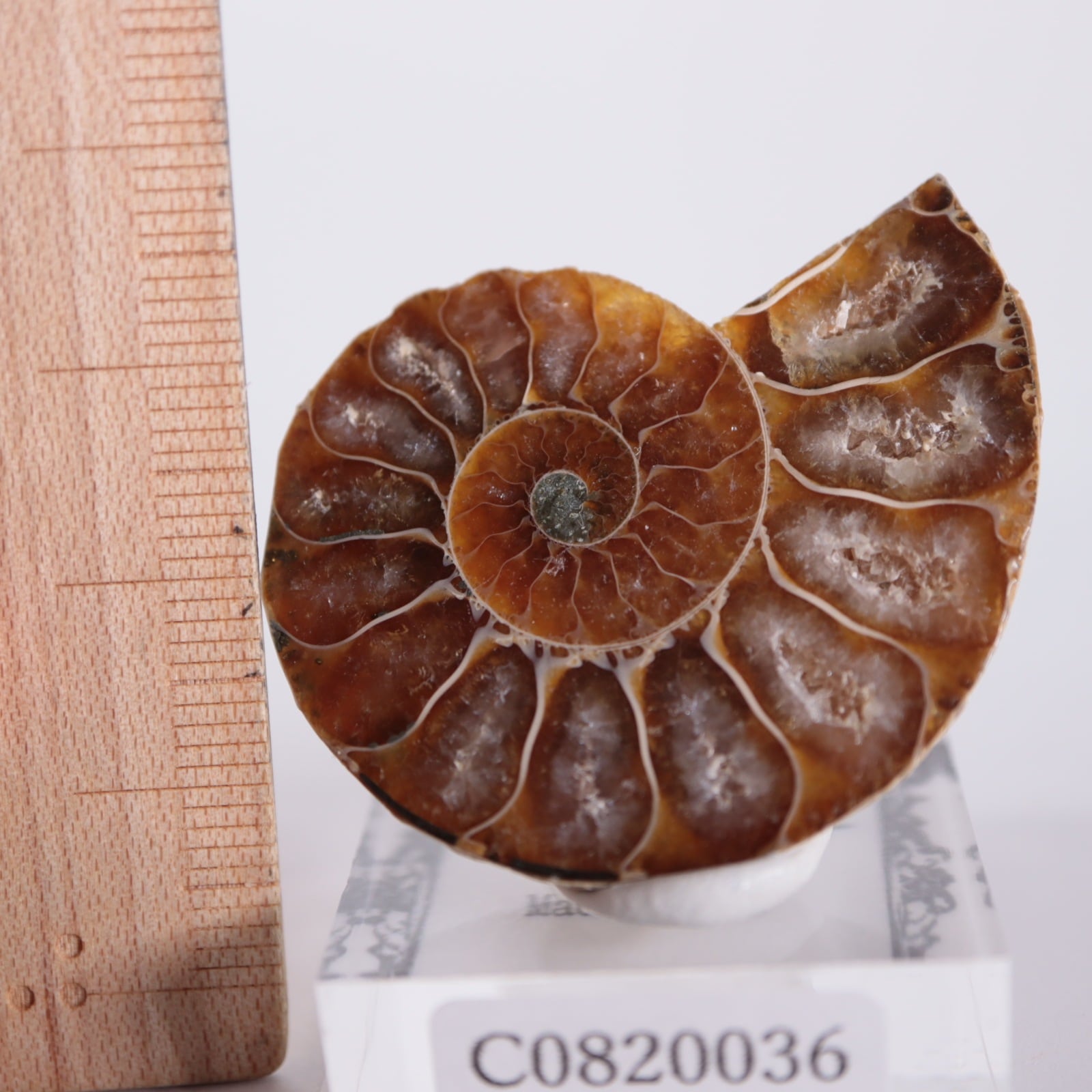 マダガスカル産 アンモナイト（カット＆磨き） | 鉱物標本,その他の