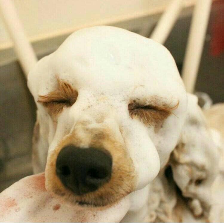 ましゅまろ アルガン泡パック 100g | パックシリーズ | 【公式】アイ