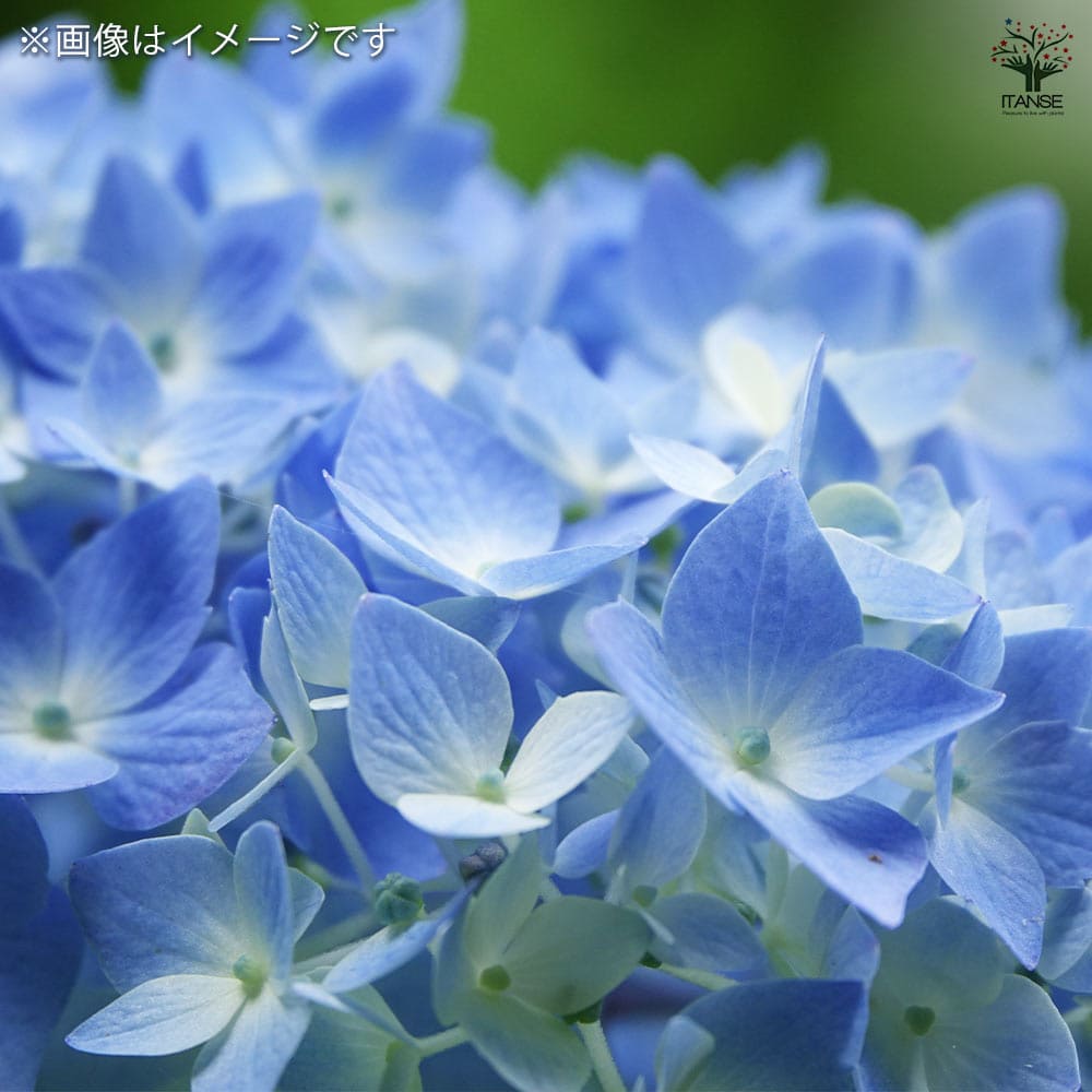 アジサイ カヌマブルー 【花木苗 3.5号】｜ 【植物のITANSE