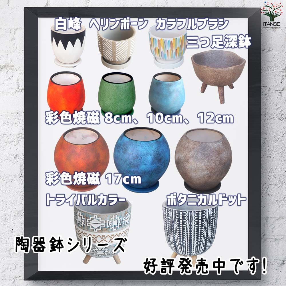 皿付陶器鉢 彩色焼磁 グリーン【資材 8cm】｜ 【植物のITANSE