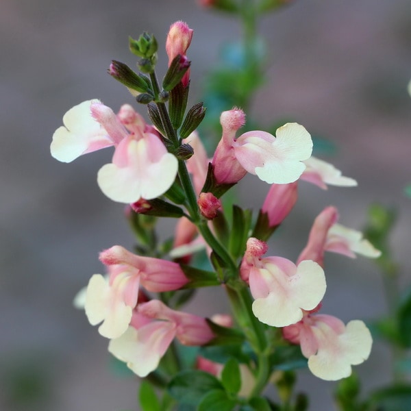 秋に植えたい多年草♪希少品種!! チェリーセージ「サーモンウイズ