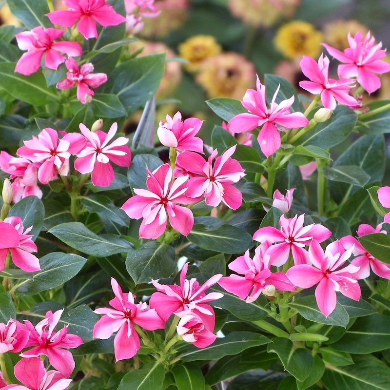 八重咲き☆北島園芸さんのビンカ(日々草)ミラシリーズ「ミラ チェリー