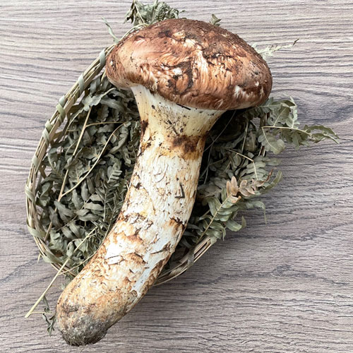 松茸 北海道産 天然 マツタケ 訳あり 8本500g 北海道天然物 500