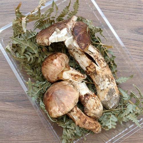 松茸 北海道 700g 訳あり 国産 松茸北海道700g 訳あり国産