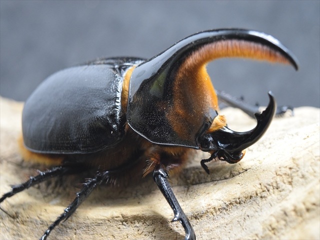 標本 サタンオオカブト ♂104mm