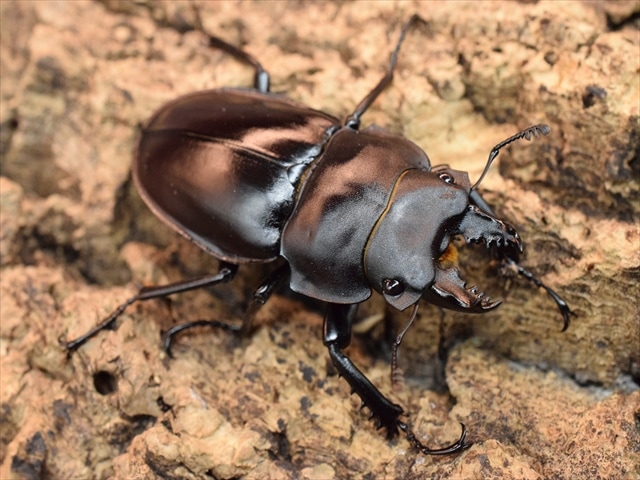 ヤエヤママルバネクワガタ 野外品 58mm 51mm ペア ヤエヤマ
