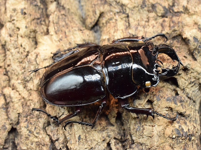 標本用死虫 | 極