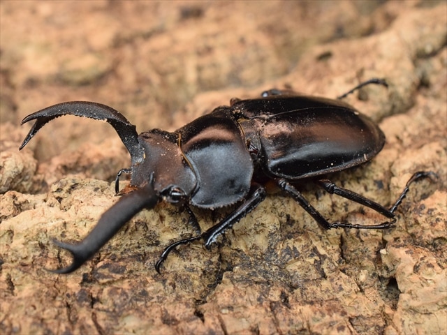 標本用死虫 | 極
