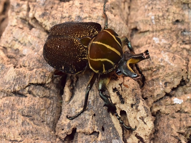 大型新成虫】インカツノコガネ51mmペア | カナブン、コガネムシ