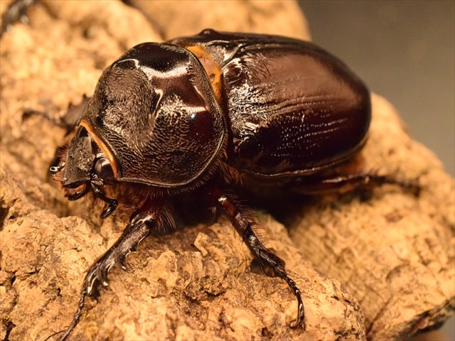 超大型】ケンタウルスミツノカブト72mmペア | 外国産カブトムシ 成虫 | 極