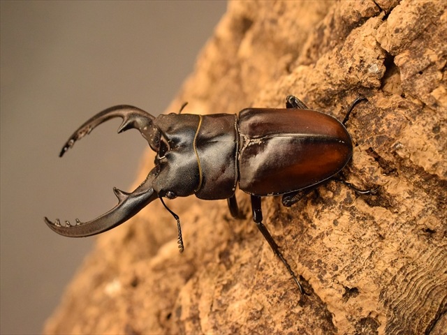 ☆超貴重☆イヘヤノコギリクワガタ特大標本セット ☆超貴重☆イヘヤ
