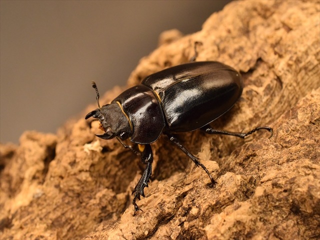 ユダイクスミヤマクワガタ 87mm 標本 ユダイクスミヤマクワガタ 87mm