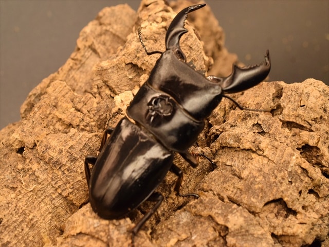 新成虫】スマトラオオヒラタクワガタ80mmペア | 外国産クワガタ 成虫